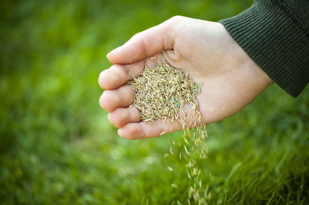 Overseeding Edmonton