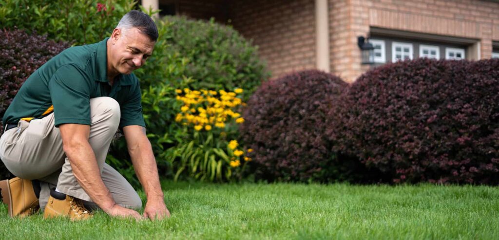 Weed lawn care