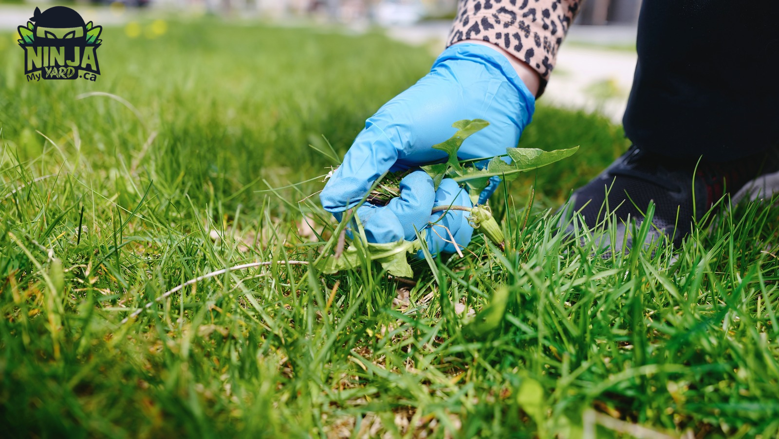 Weeded lawn store service