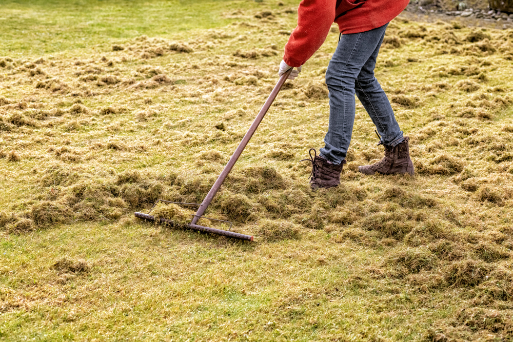 Power raking / Dethatching Edmonton