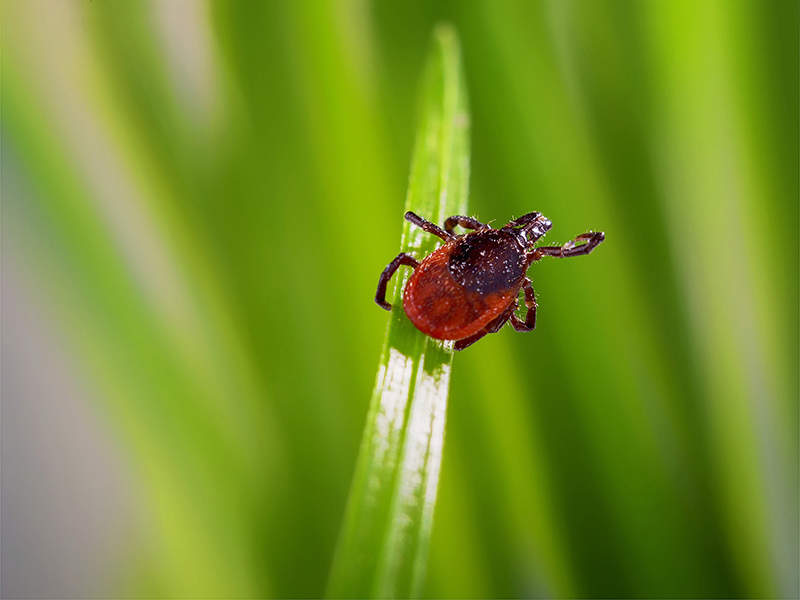 Ticks in Edmonton 