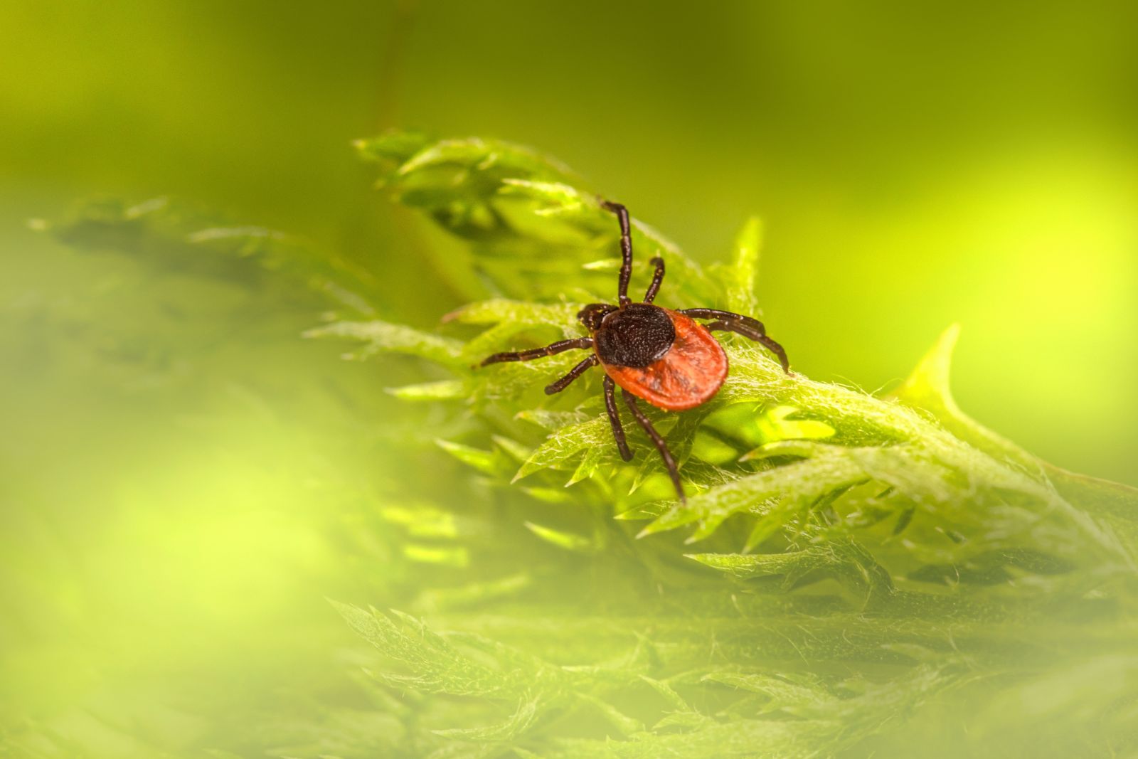 Tick in Edmonton