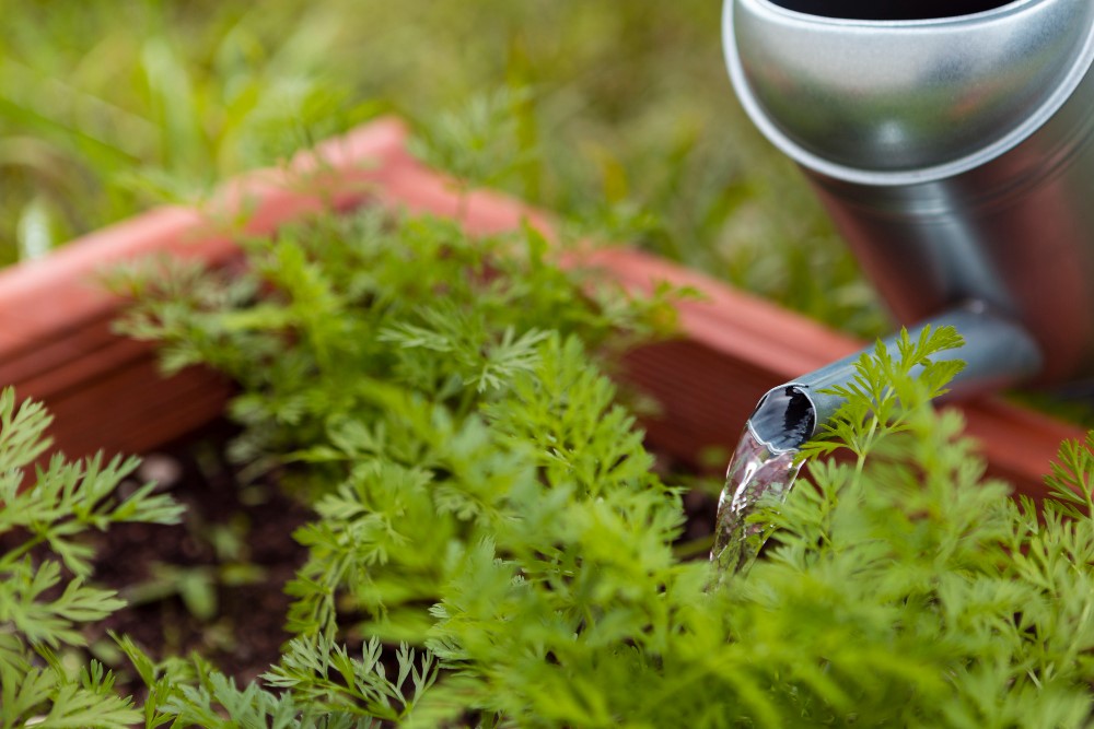 Weed Control in Edmonton